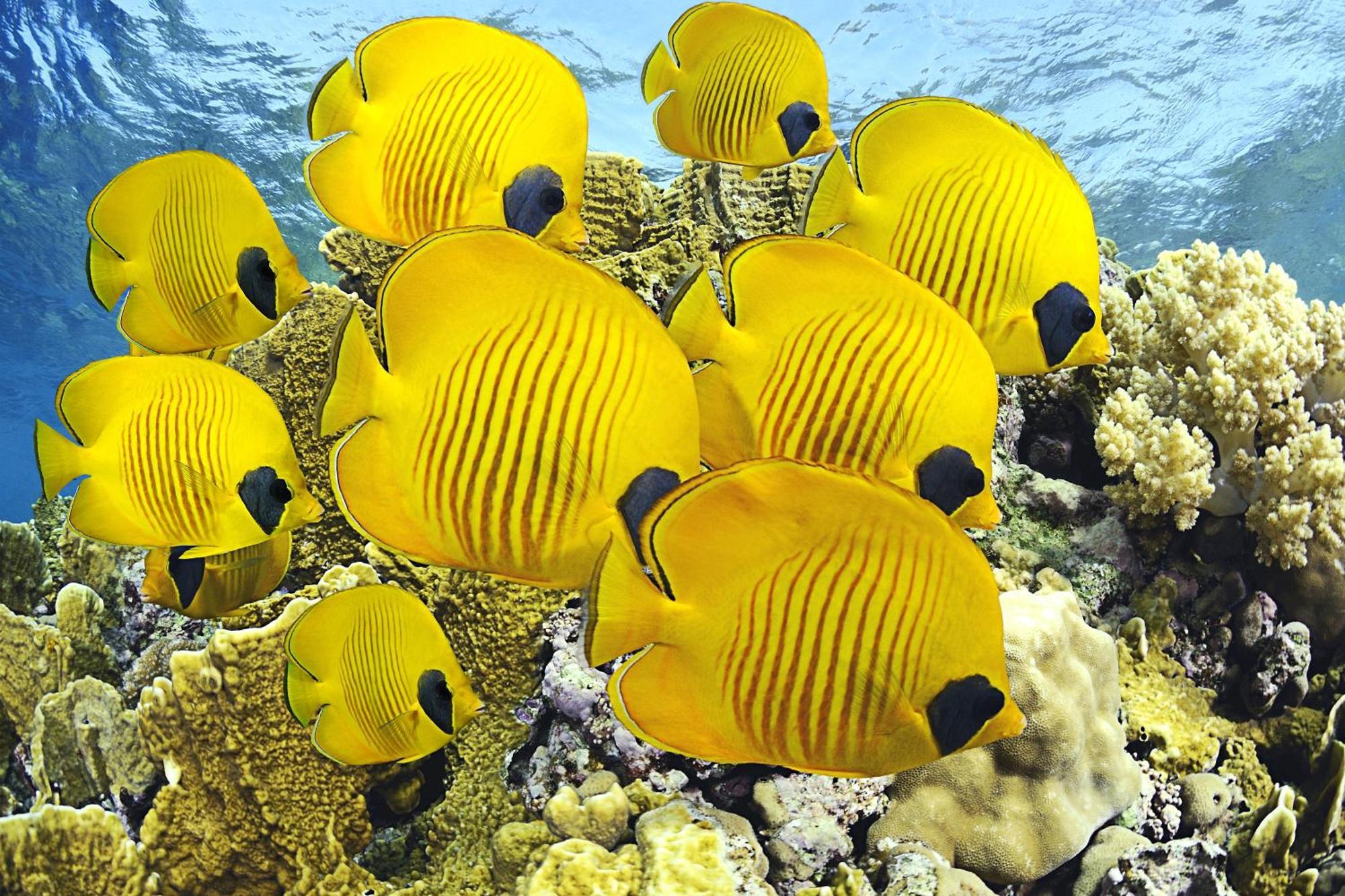 Hotel Roxon Red Sea Eilat - Adults Only Extérieur photo